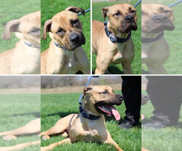 Medium Photo #1 American Staffordshire Terrier-Mastiff Mix Puppy For Sale in Pierceton , IN, USA