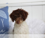 Small Photo #6 Poodle (Miniature) Puppy For Sale in HUGHESVILLE, MO, USA