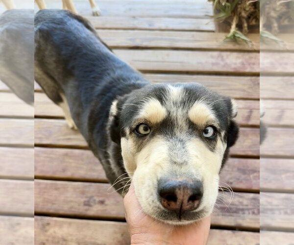 Medium Photo #4 Siberian Husky Puppy For Sale in Chandler, AZ, USA