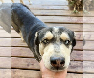 Siberian Husky Dogs for adoption in Chandler, AZ, USA