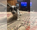 Puppy Puppy 4 Chonzer