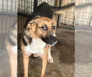 Sugar - Female German Shepherd Dog-Treeing Walker Coonhound Mix Dog for Adoption - Photo #3