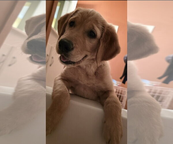 Medium Photo #1 Golden Labrador Puppy For Sale in Oakhurst, NJ, USA