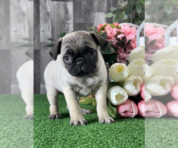 Medium Photo #2 Pug Puppy For Sale in CANOGA, NY, USA