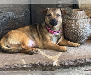 Chug Dogs for adoption in Holly Springs, NC, USA