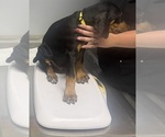 Small #3 Doberman Pinscher