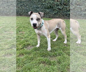 Staffordshire Bull Terrier-Unknown Mix Dogs for adoption in Woodland Hills, CA, USA