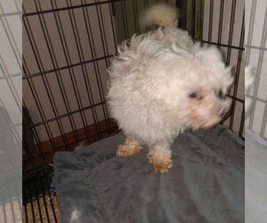 Maltese Dogs for adoption in Bonifay, MO, USA