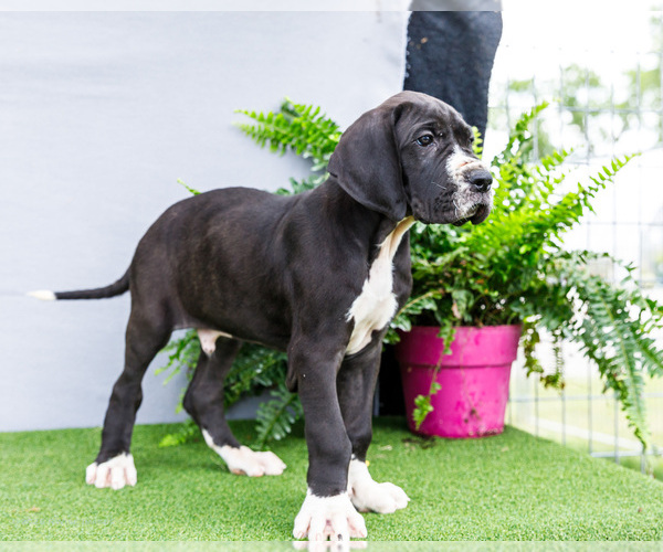 Medium Photo #10 Great Dane Puppy For Sale in WAKARUSA, IN, USA