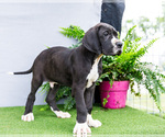 Small #9 Great Dane