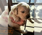 Small Photo #9 Golden Retriever Puppy For Sale in TULARE, CA, USA