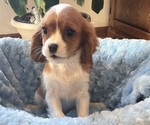 Puppy 1 Cavalier King Charles Spaniel