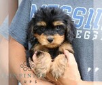 Small #2 Cavalier King Charles Spaniel-Goldendoodle Mix
