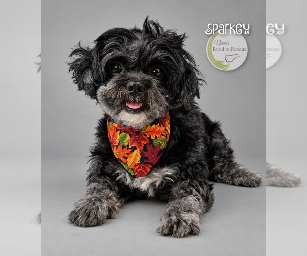 Medium Photo #1 Shih Tzu Puppy For Sale in Benton, LA, USA