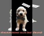 Small Photo #9 English Cream Golden Retriever Puppy For Sale in PORT SAINT LUCIE, FL, USA