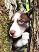 Puppy 4 Siberian Husky-Staffordshire Bull Terrier Mix