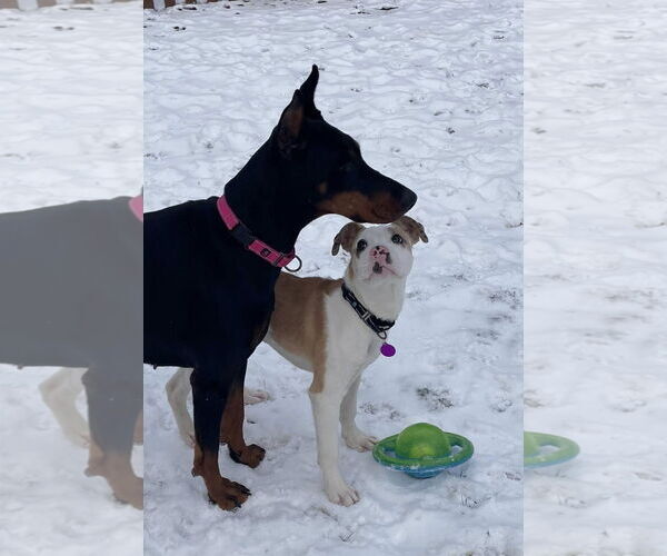 Medium Photo #3 Mutt Puppy For Sale in Rochester, NY, USA