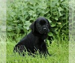 Small #3 Cane Corso