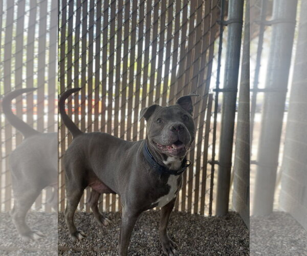 Medium Photo #7 American Bulldog Puppy For Sale in Chandler, AZ, USA