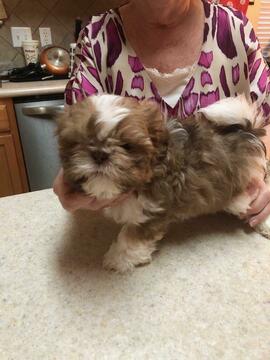 Medium Photo #1 Shih Tzu Puppy For Sale in CEDAR PARK, TX, USA