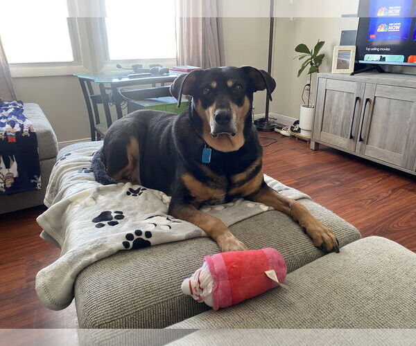 Medium Photo #1 Mutt Puppy For Sale in COLUMBIA, MD, USA