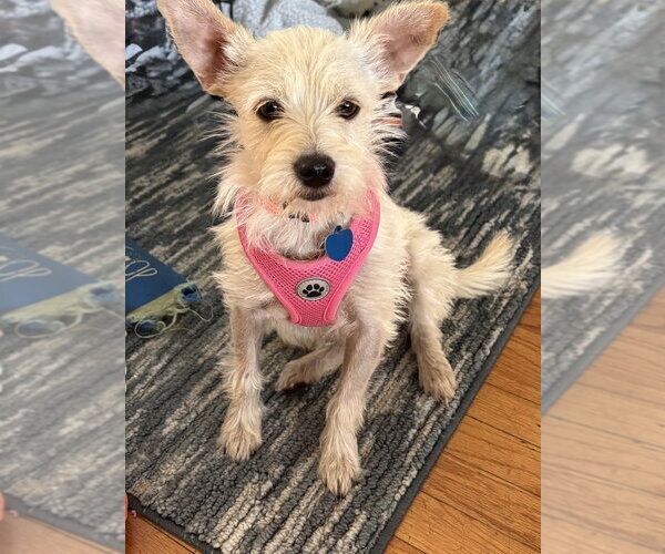 Medium Photo #2 Mutt Puppy For Sale in San Diego, CA, USA