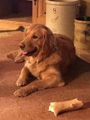 Mother of the Golden Retriever puppies born on 01/14/2018