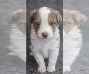 Miniature Australian Shepherd Litter for sale in ADAIR VILLAGE, OR, USA
