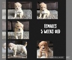 Small Photo #3 Goldendoodle Puppy For Sale in VESTA, MN, USA