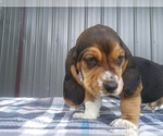 Small Photo #19 Basset Hound Puppy For Sale in PETERSBURG, IN, USA