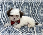 Small #2 ShihPoo