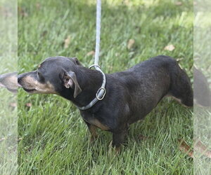 MR. GREY - Male Chihuahua Dog for Adoption - Photo #4