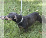Small Photo #4 Chihuahua Puppy For Sale in Yardley, PA, USA