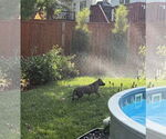 Small #8 German Shepherd Dog