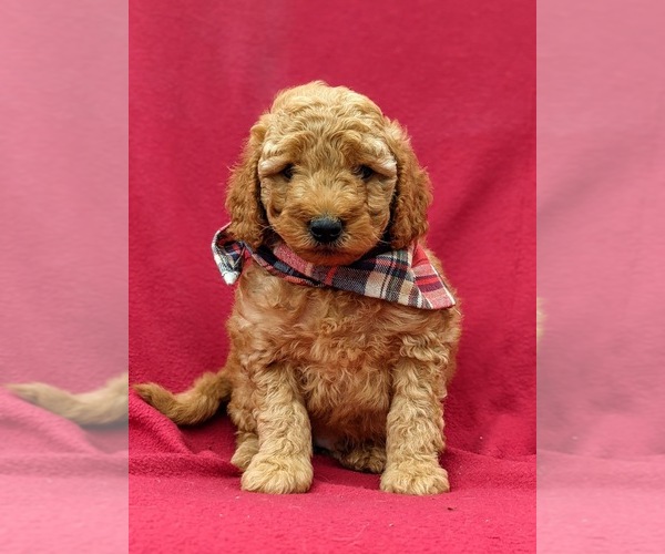 Medium Photo #7 Goldendoodle-Poodle (Miniature) Mix Puppy For Sale in LINCOLN UNIV, PA, USA