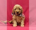 Small Photo #7 Goldendoodle-Poodle (Miniature) Mix Puppy For Sale in LINCOLN UNIV, PA, USA