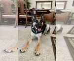 Small #5 German Shepherd Dog Mix