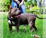 Small Photo #1 American Pit Bull Terrier Puppy For Sale in PALM BCH GDNS, FL, USA