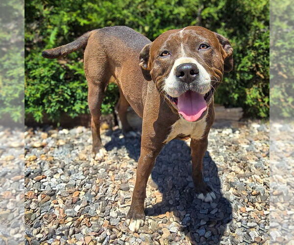 Medium Photo #4 American Staffordshire Terrier Puppy For Sale in Albuquerque, NM, USA