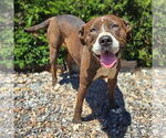 Small #3 American Staffordshire Terrier