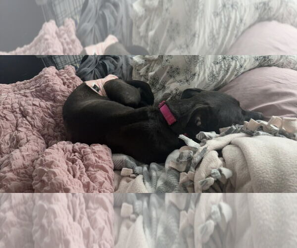 Medium Photo #4 Labrador Retriever-Unknown Mix Puppy For Sale in Princeton, MN, USA