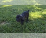 Small #2 Cane Corso