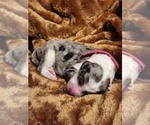 Small Photo #28 Sheepadoodle Puppy For Sale in LEHI, UT, USA