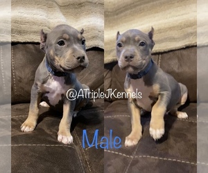American Bully Puppy for sale in BEAVER FALLS, PA, USA