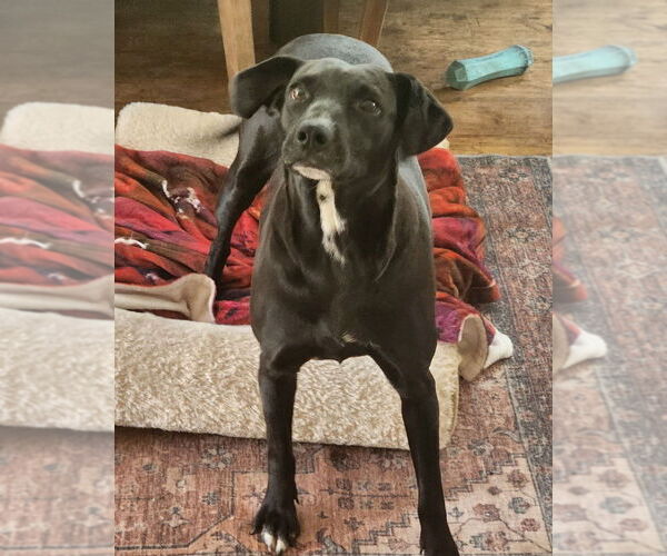 Medium Photo #3 Labrador Retriever-Unknown Mix Puppy For Sale in oakland, FL, USA