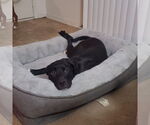 Small #12 American Pit Bull Terrier Mix