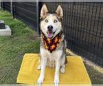 Small #2 Siberian Husky Mix