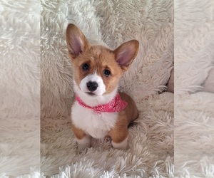 Medium Pembroke Welsh Corgi