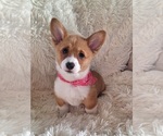Puppy Fancy Pembroke Welsh Corgi