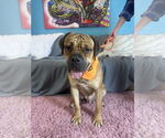 Small #1 Bullmastiff